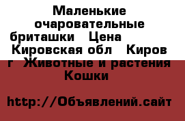 Маленькие очаровательные бриташки › Цена ­ 2 500 - Кировская обл., Киров г. Животные и растения » Кошки   